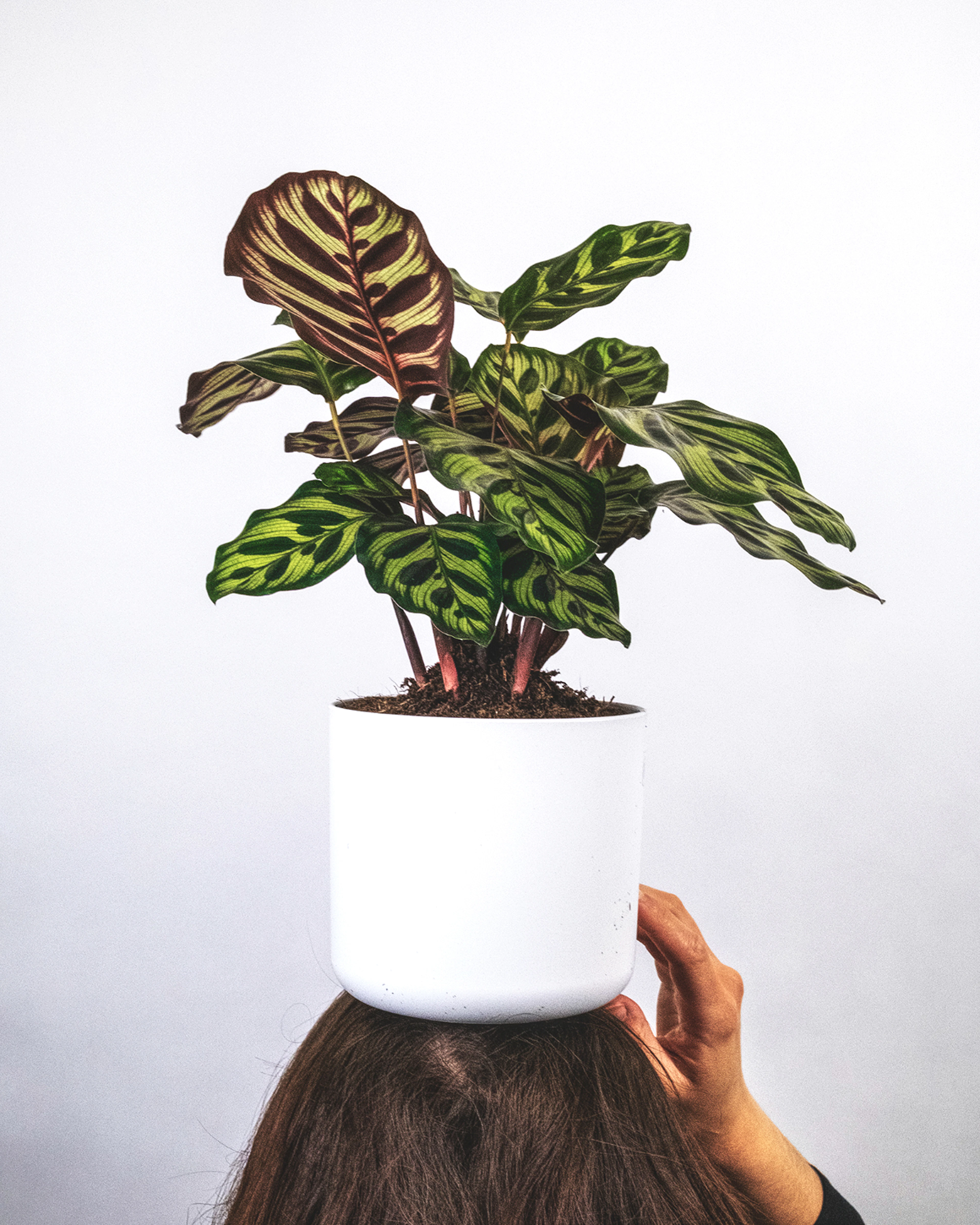 Peacock calathea in a white pot