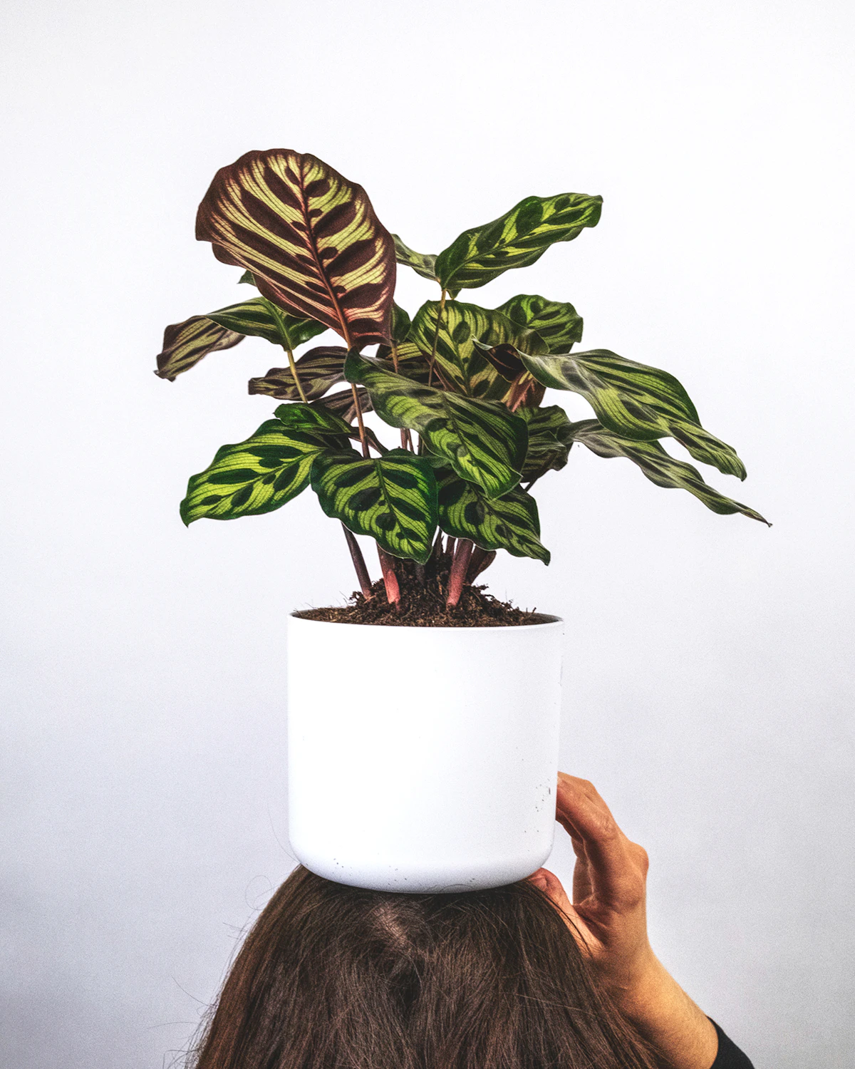 A calathea in a white ceramic pot showing elongated lance-shaped leaves — the silhouette typical of the rattlesnake species (Goeppertia insignis)