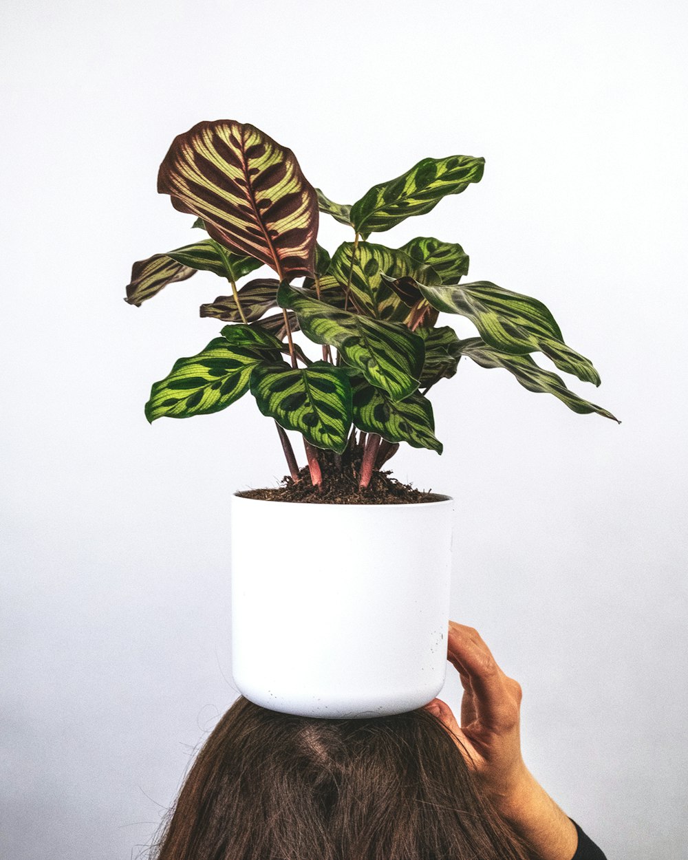 plante verte sur pot en céramique blanche