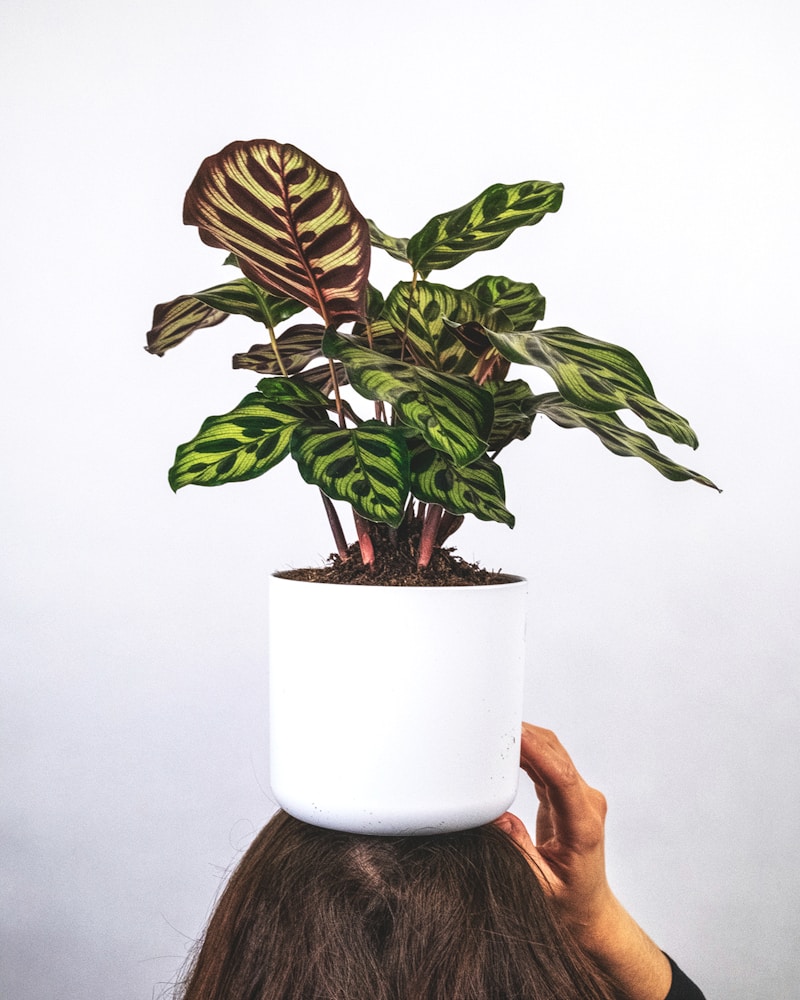 Calathea Orbifolia