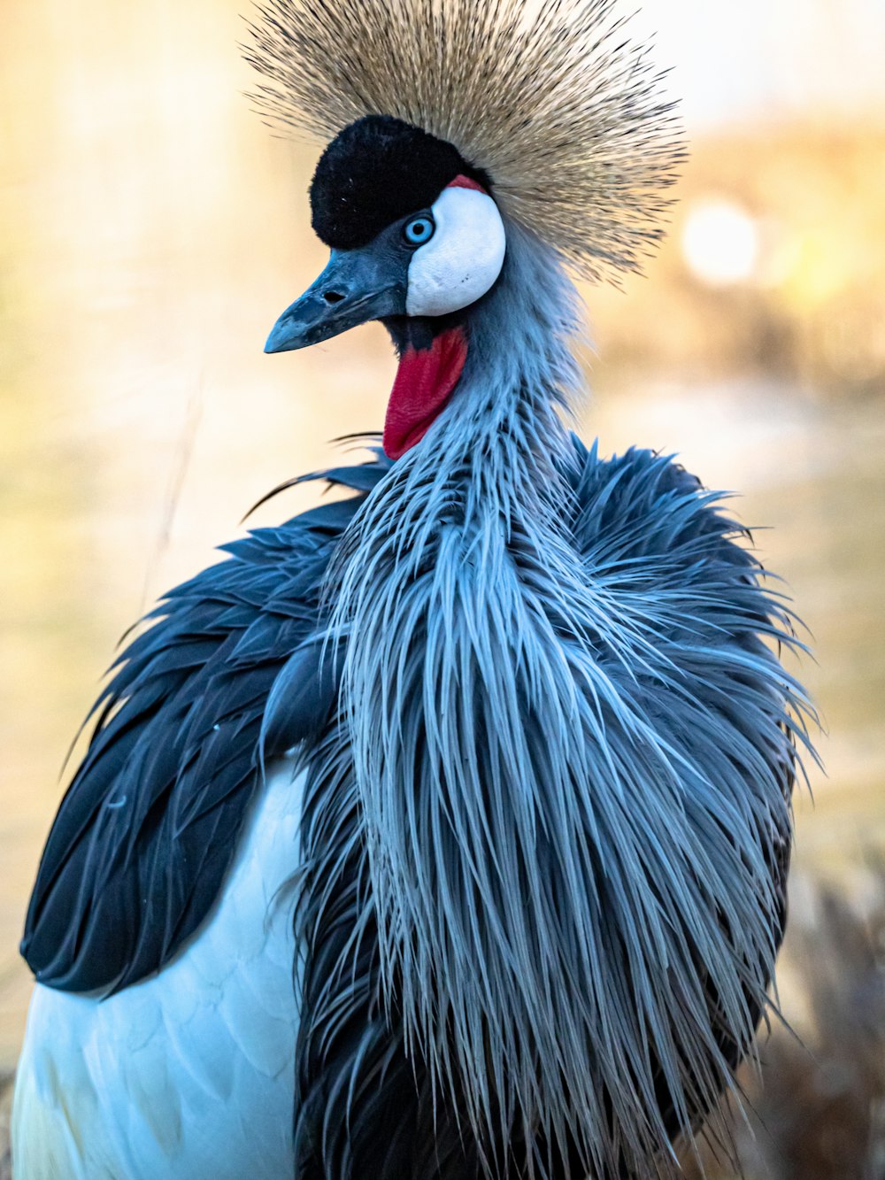 pájaro azul y negro en fotografía de primer plano