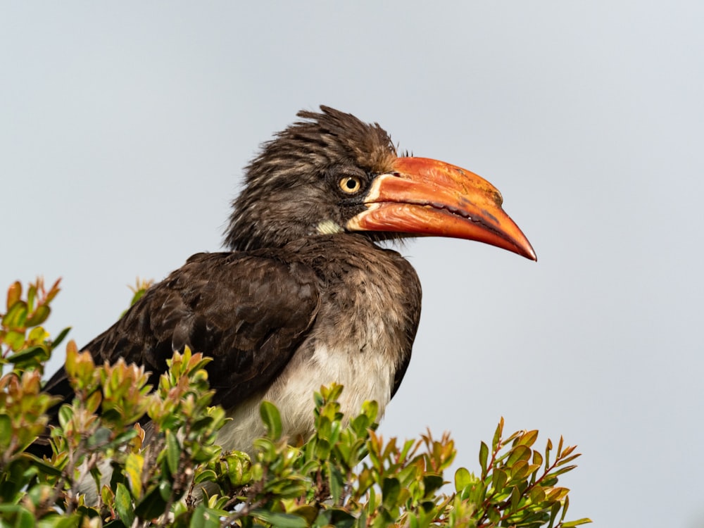 black and white bird on green plant