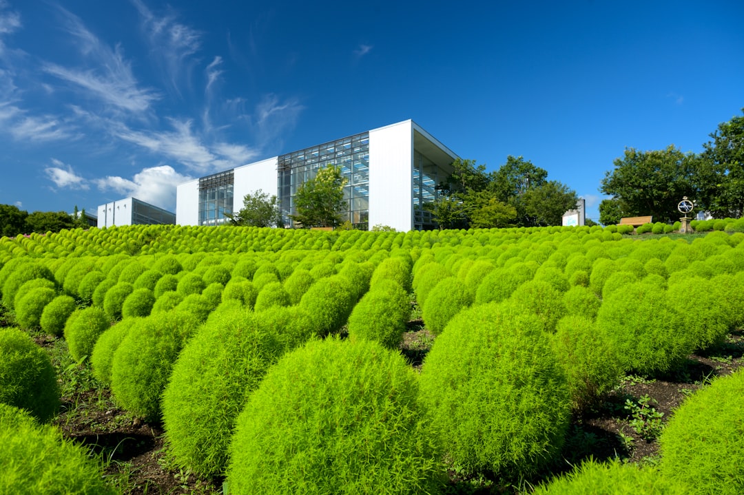 green grass field under blue sky during daytime