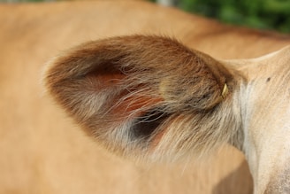brown and white animal head
