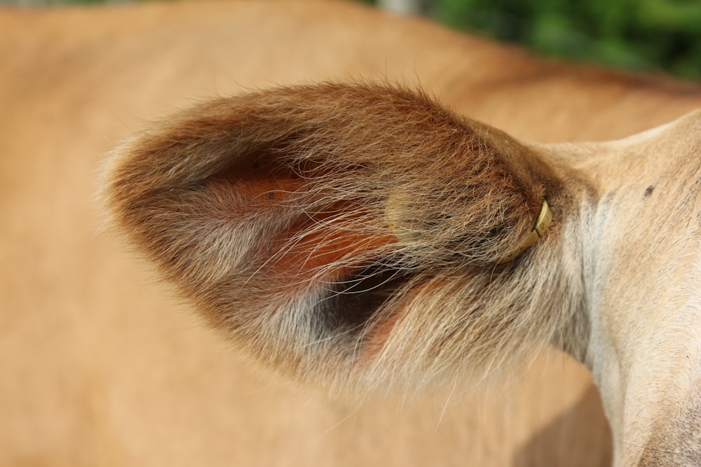 brown and white animal head