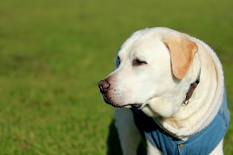 yellow labrador retriever with blue collar