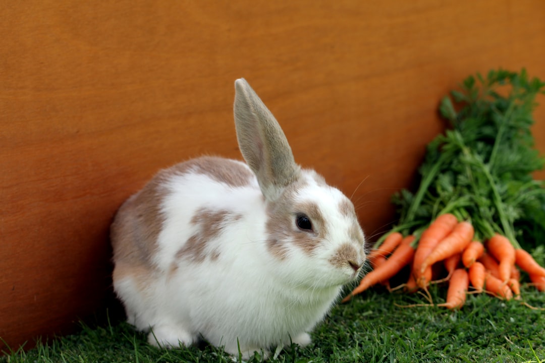 white and brown rabbit on green grass