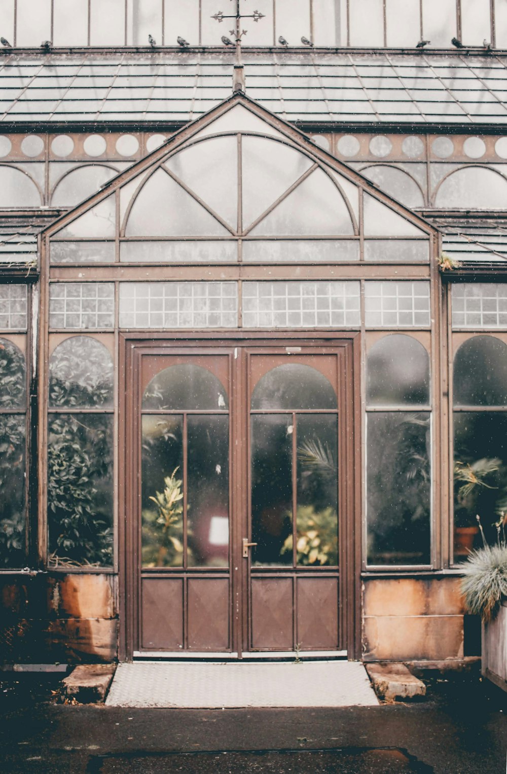 green plants on brown wooden window