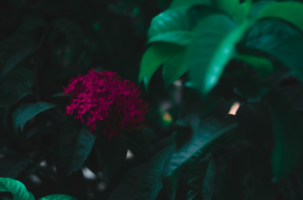 pink flower in tilt shift lens