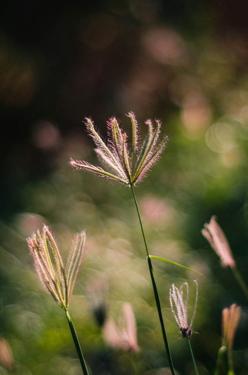 green plant in tilt shift lens