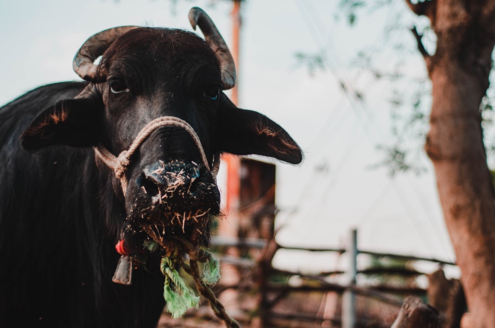 black water buffalo with green and yellow flowers on mouth