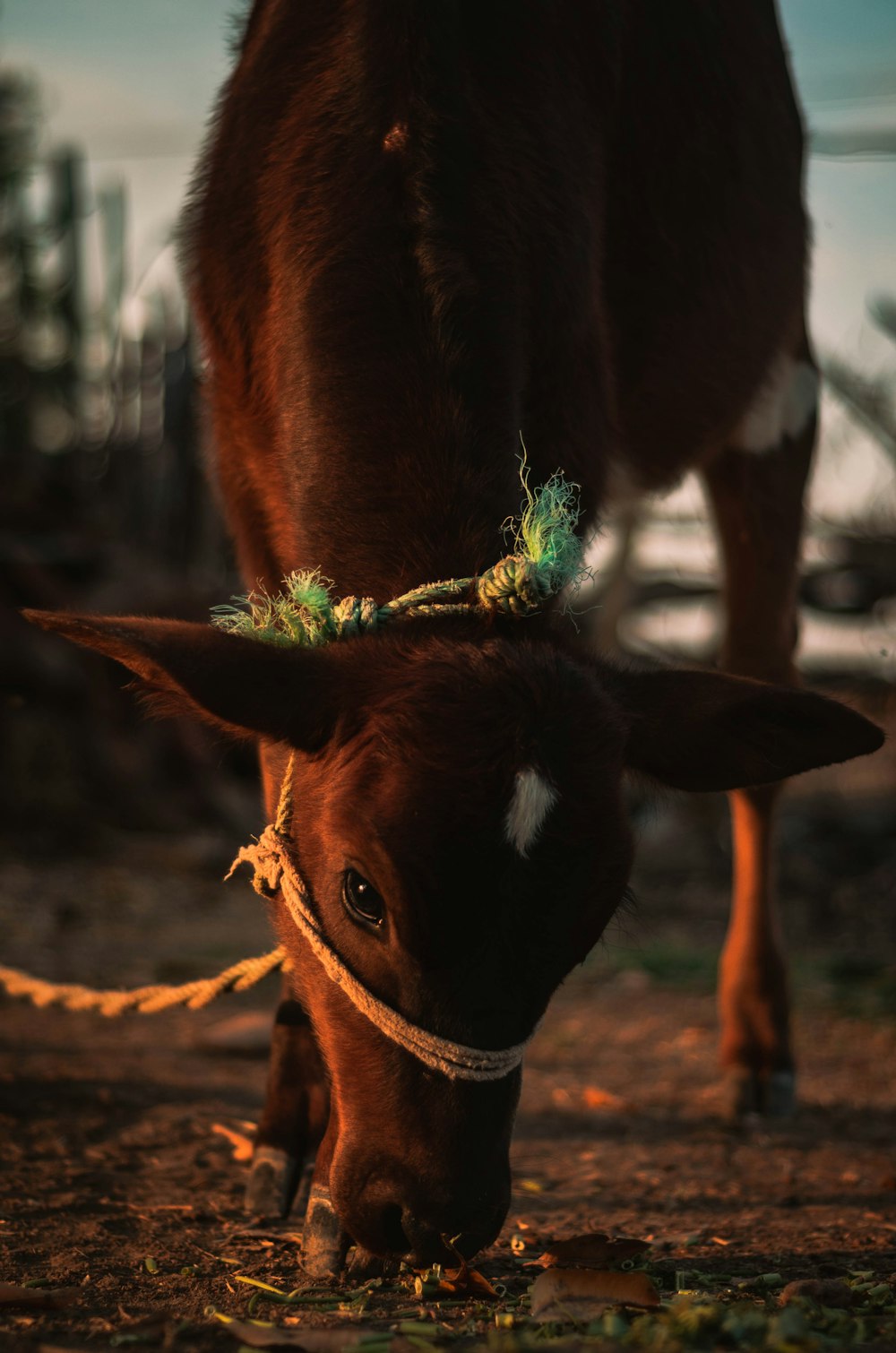 brown and white horse with green rope on mouth