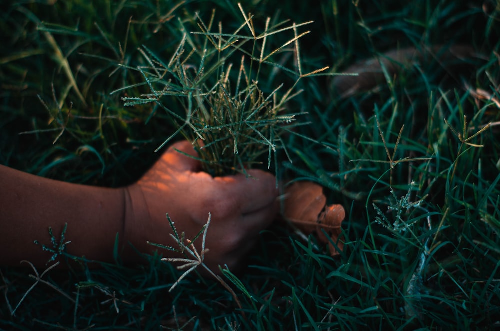 piedi di persone su erba verde