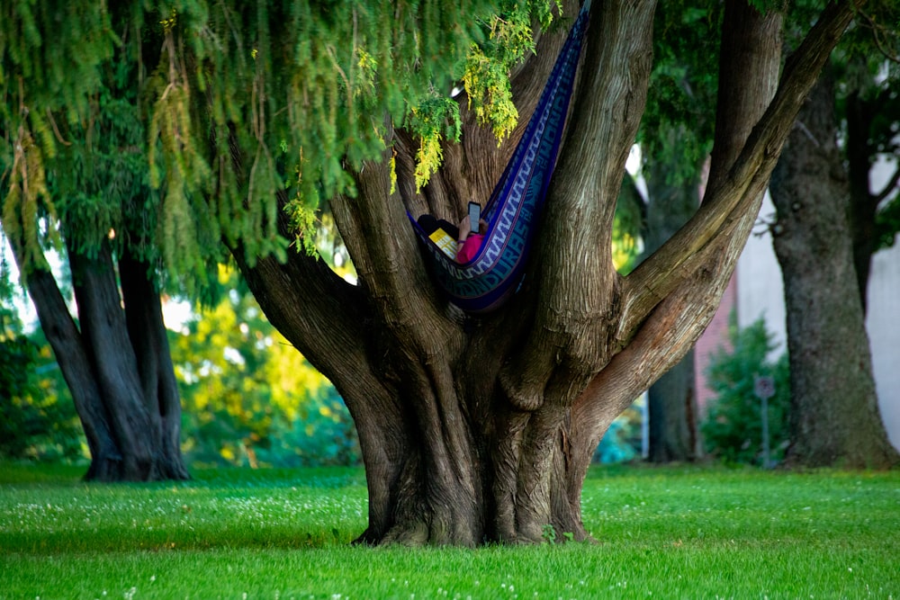 blue and black shoe under brown tree trunk