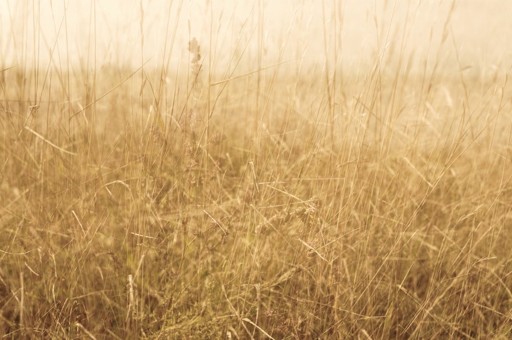 brown grass field during daytime