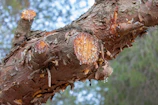 Close-up of fresh cuts on a well-pruned tree branch.