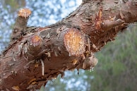 Close-up of fresh tree pruning cuts on a healthy maple branch.