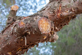 Hands applying natural wound care treatment to a cut branch on an old fruit tree.