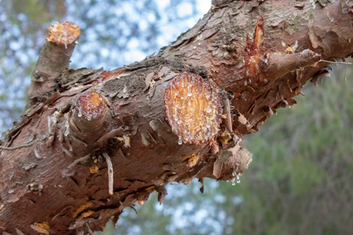 Close-up of fresh cuts on a well-pruned tree branch.