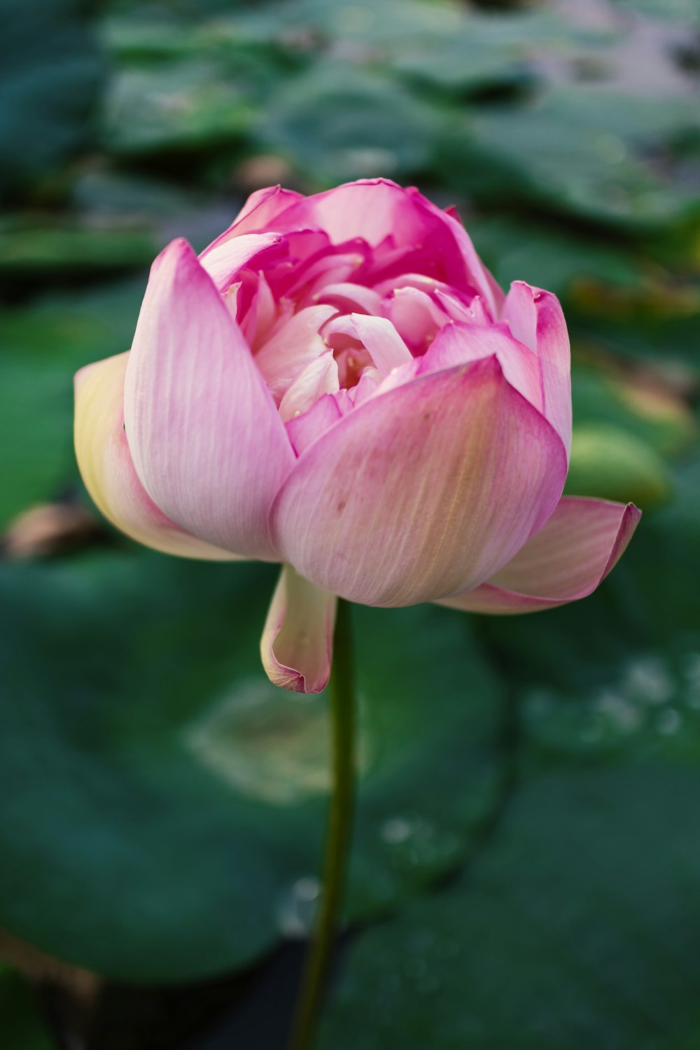 pink lotus flower in bloom during daytime