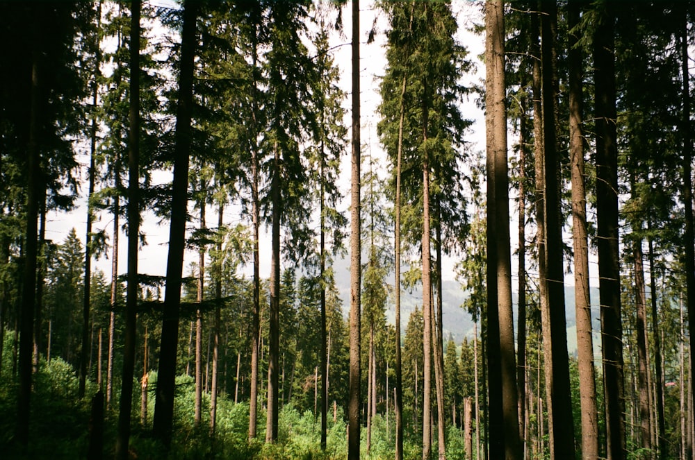 green trees under white sky during daytime