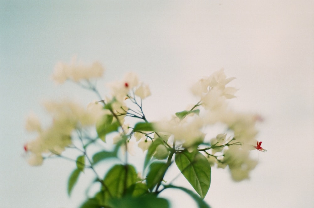 チルトシフトレンズの白と赤の花