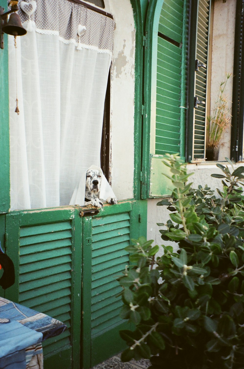 white and black short coated dog on green wooden door