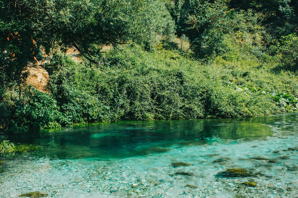 green trees beside body of water during daytime