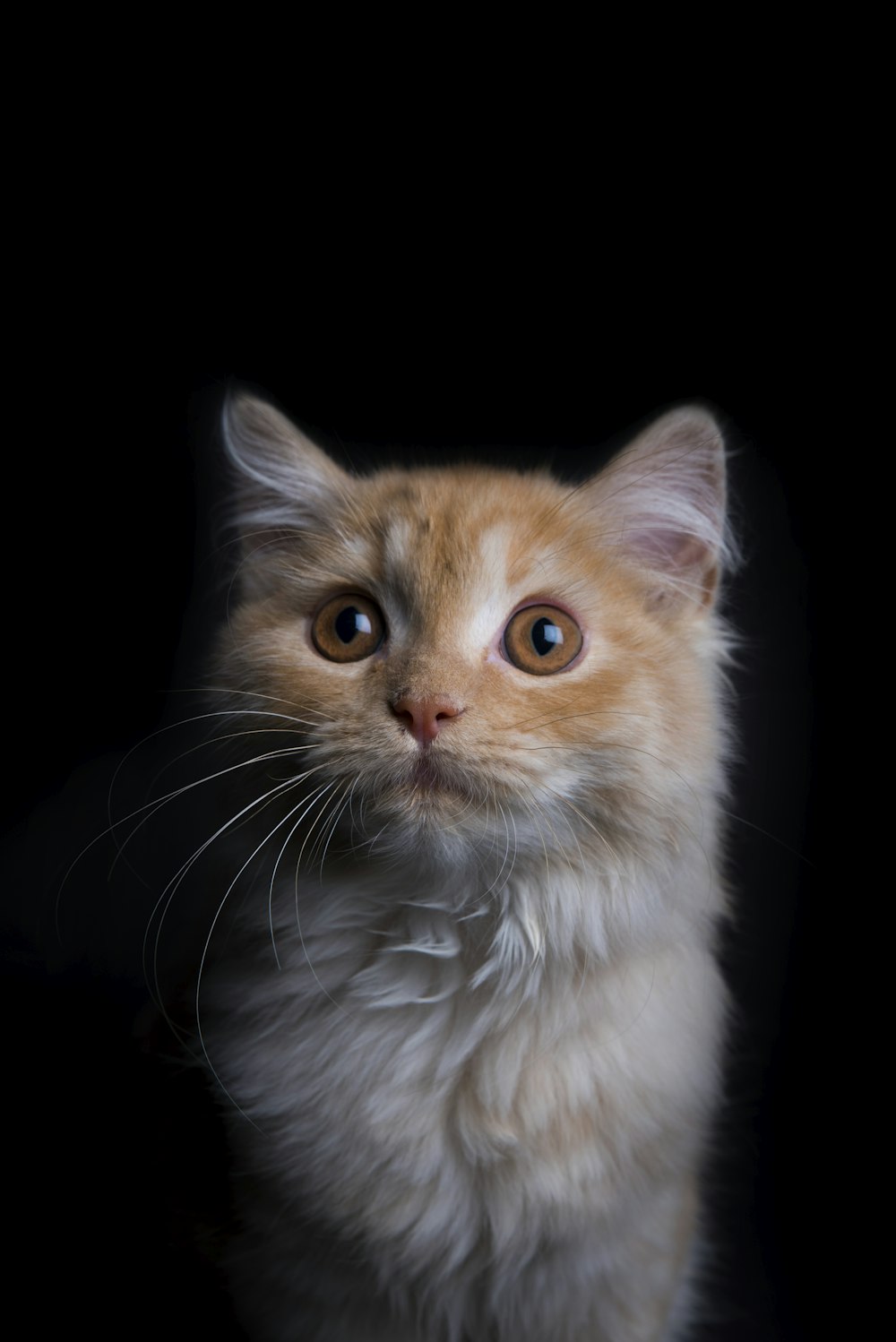 orange tabby cat in black background