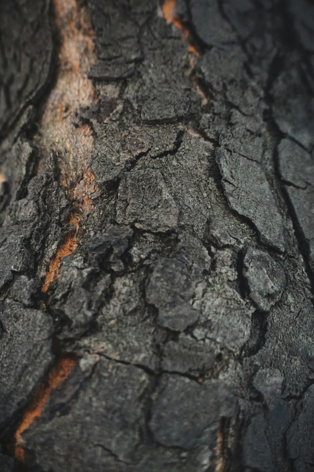 brown and black tree trunk