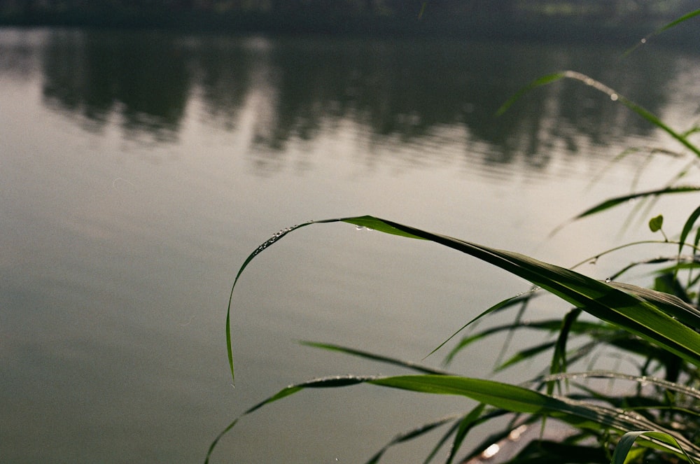 green grass on lake during daytime