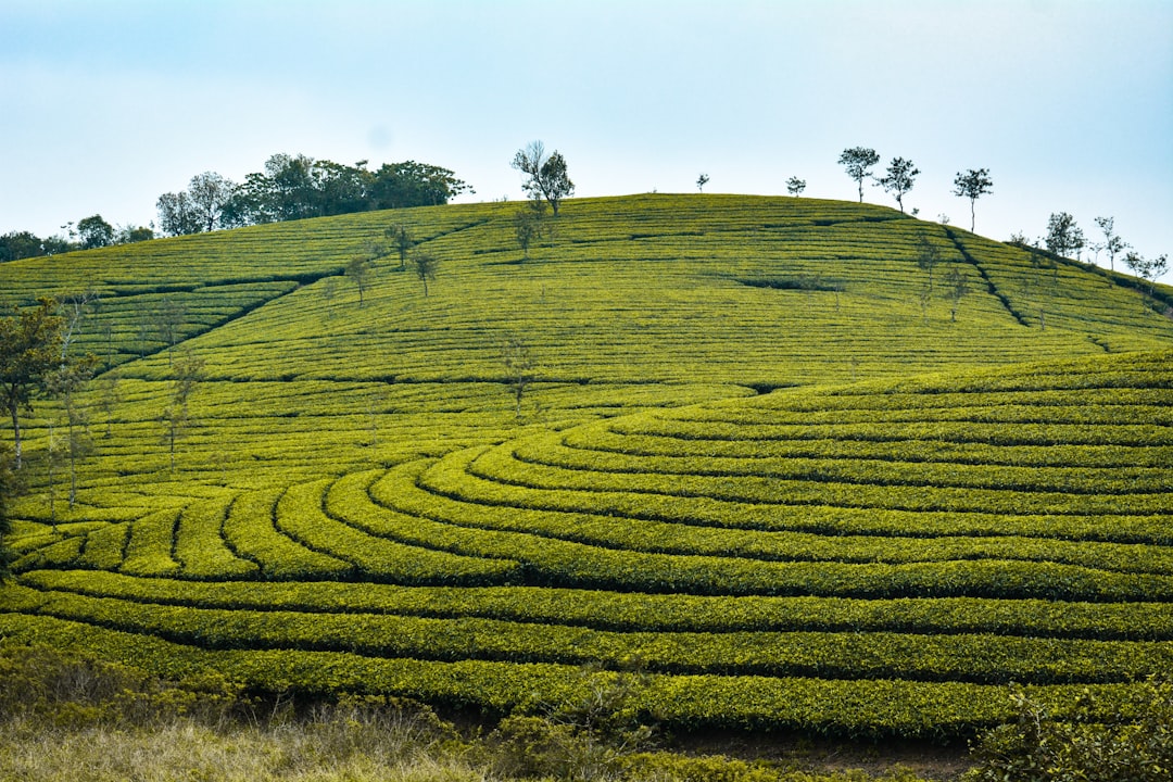 Tea Plantation