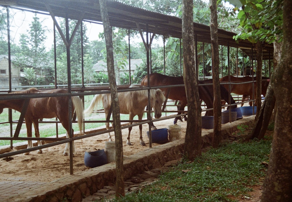 brown cow in cage during daytime