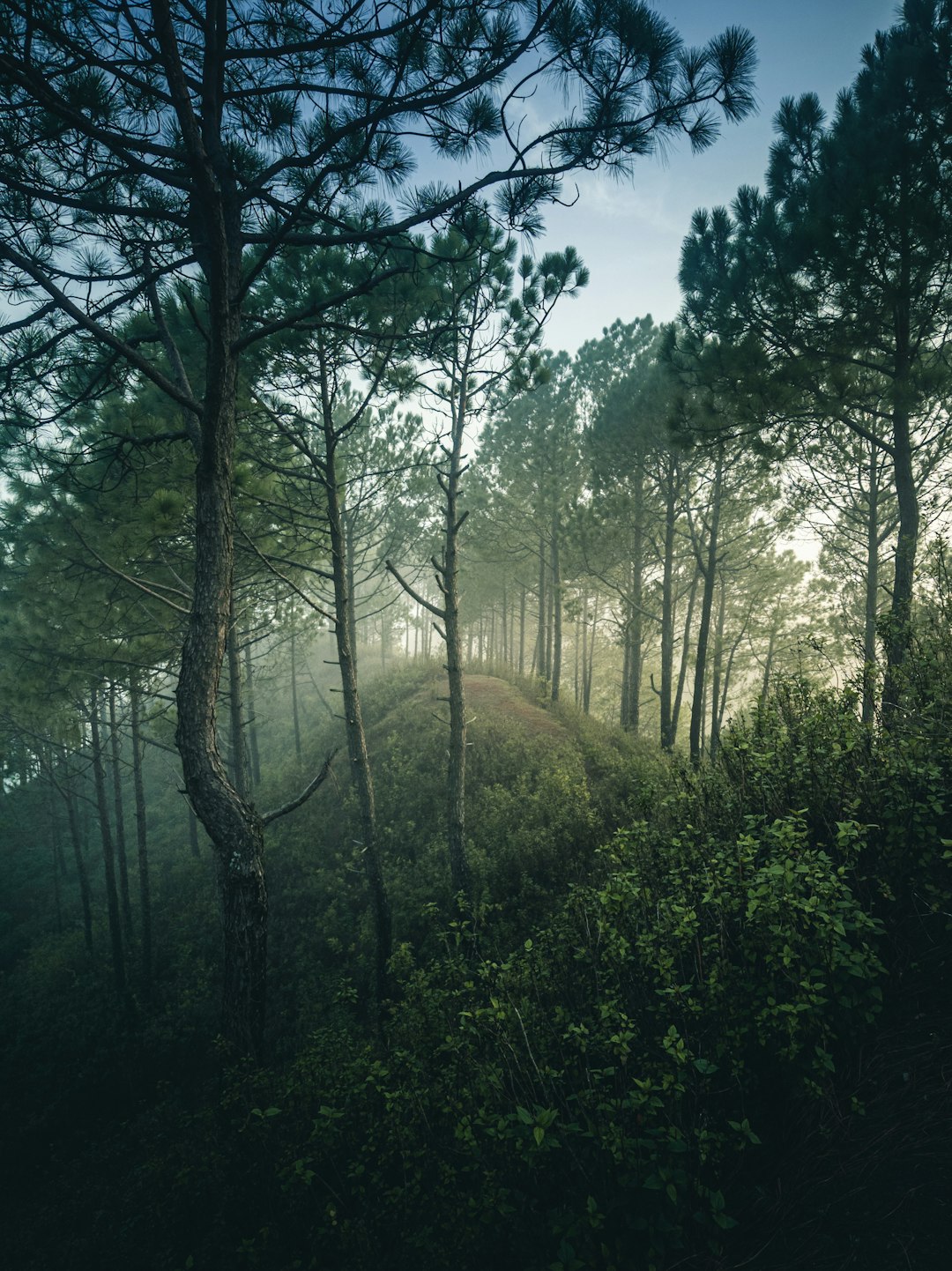 Forest photo spot Nahan Karsog