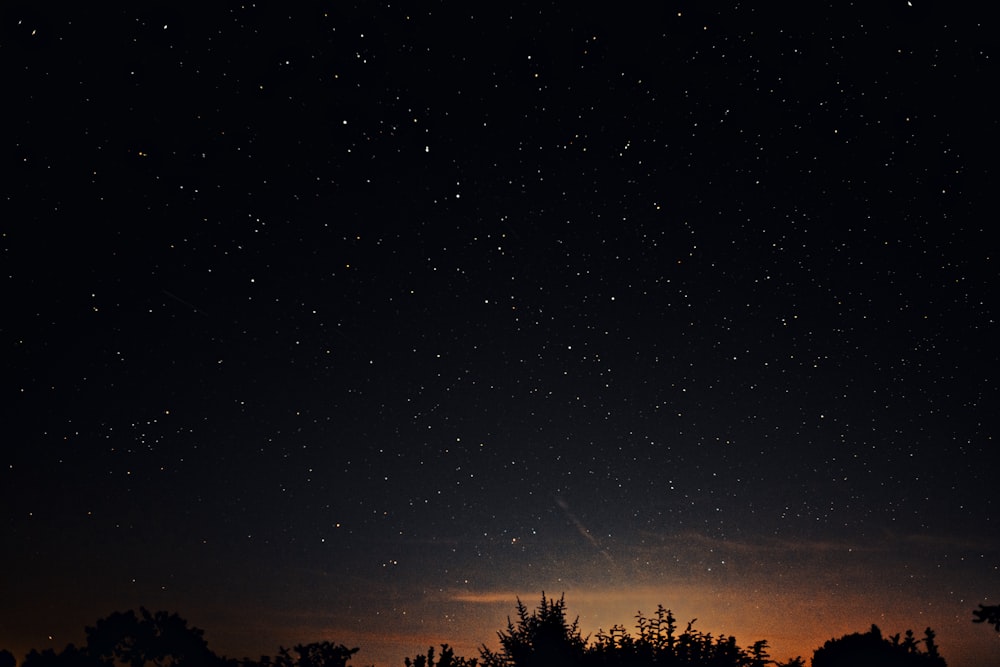 silhouette of trees under starry night