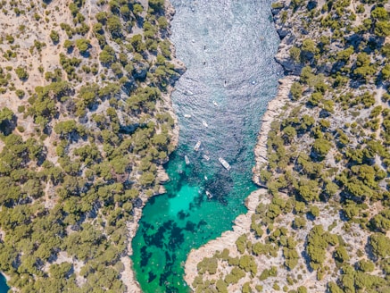 aerial view of green trees and river