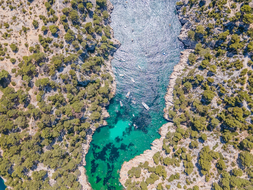 aerial view of green trees and river