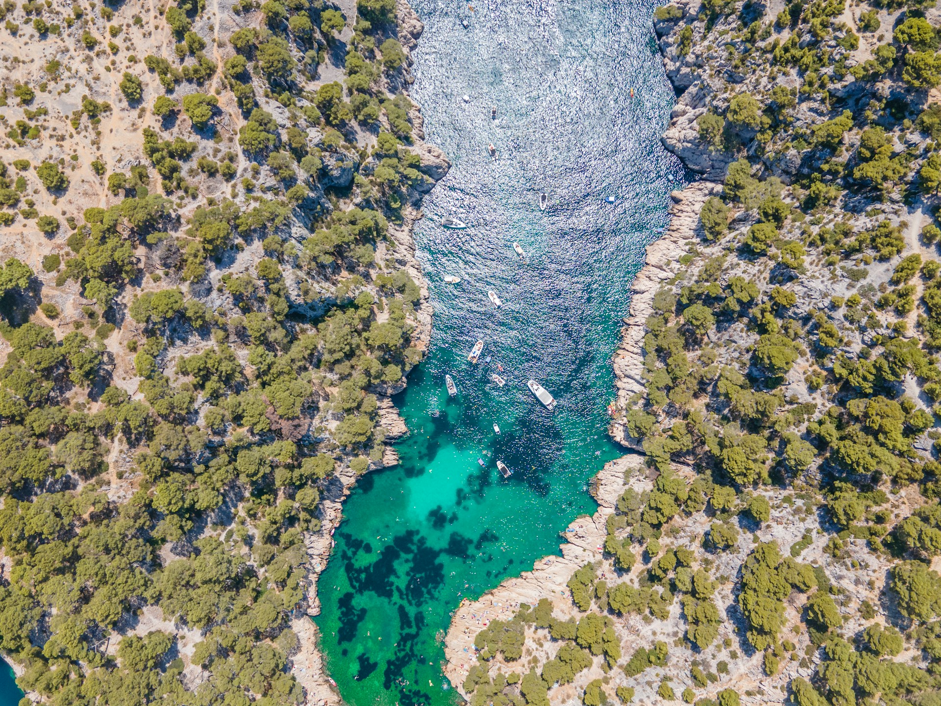 aerial view of green trees and river