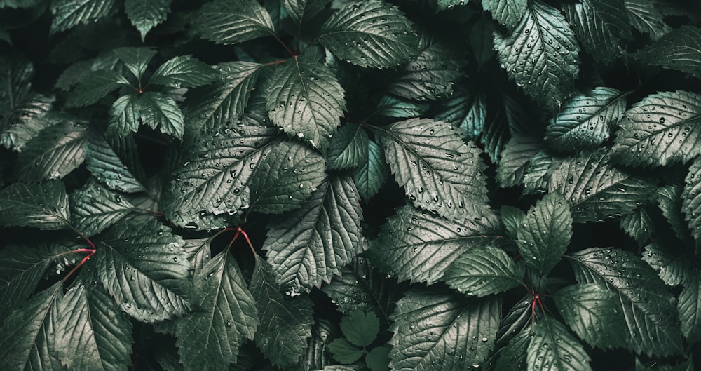 green leaves with red round fruit