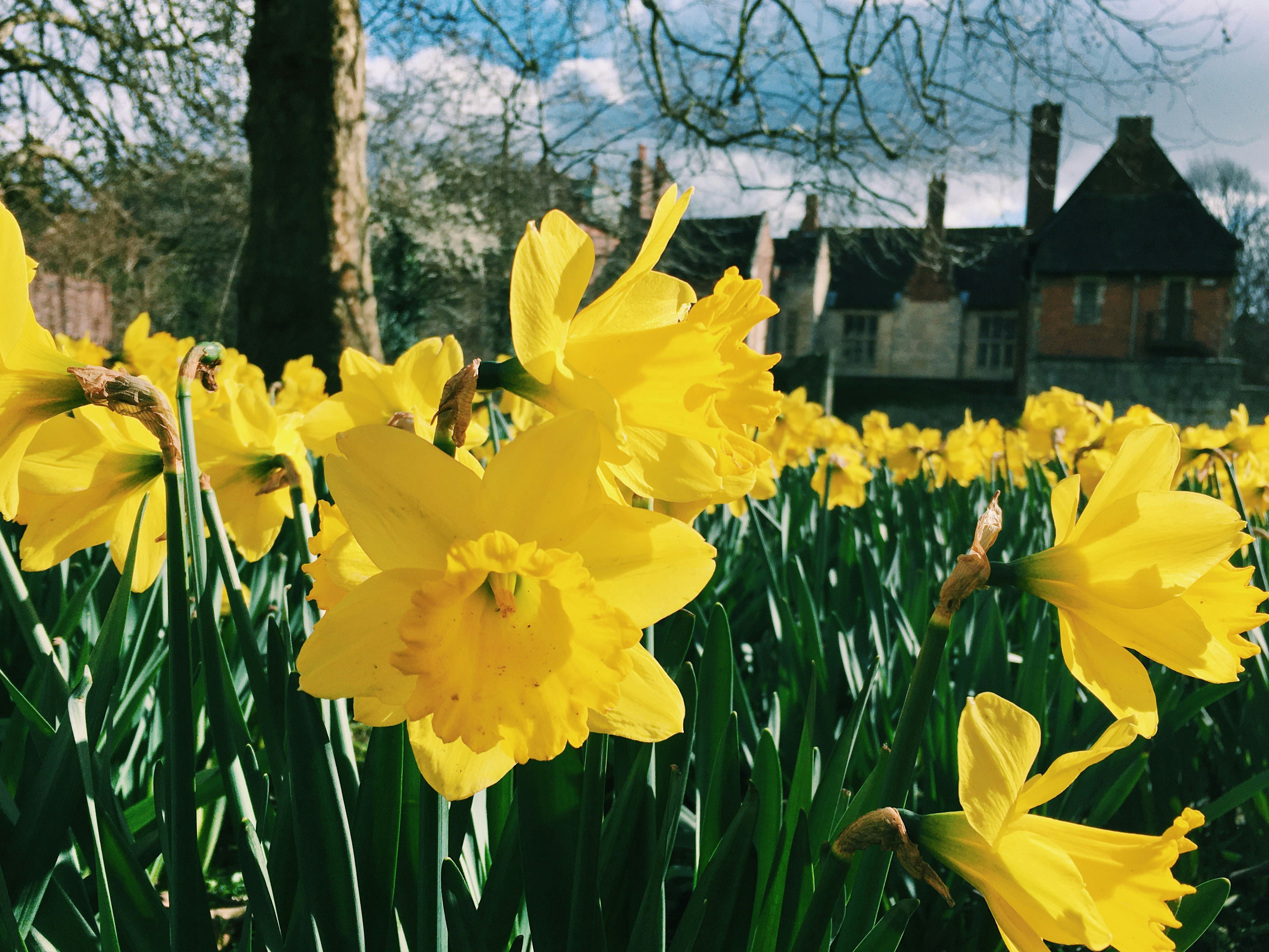 yellow daffodils in bloom during daytime york teams background