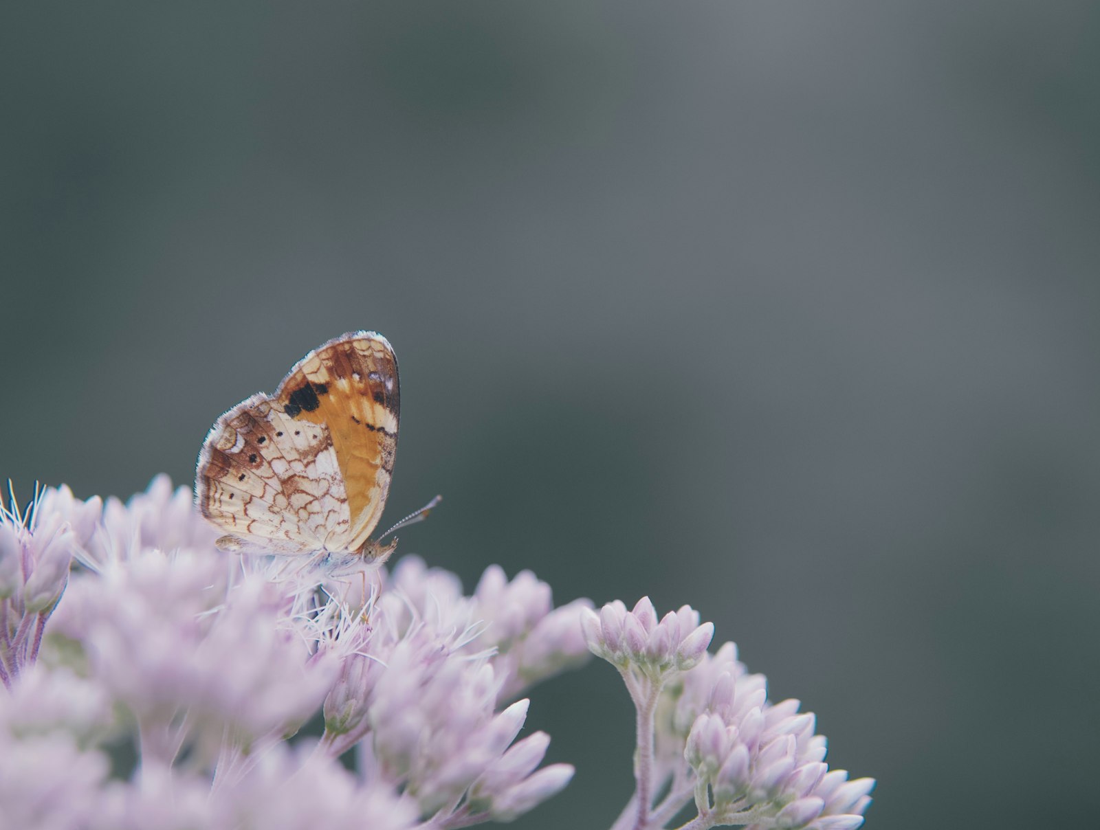 Panasonic Lumix G 42.5mm F1.7 ASPH Power OIS sample photo. Brown and black butterfly photography