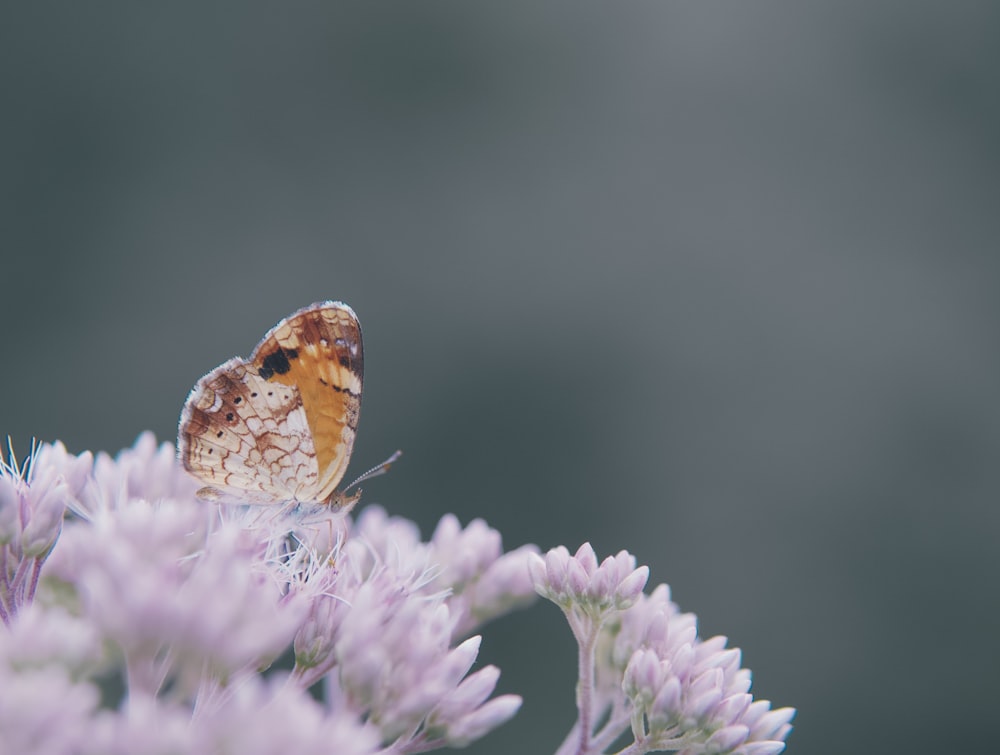 mariposa marrón y negra en flor púrpura