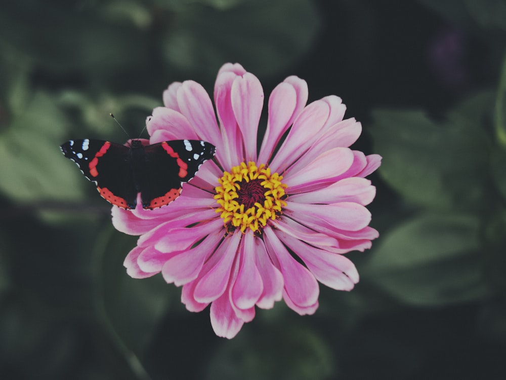 schwarzer und weißer Schmetterling auf rosa Blume