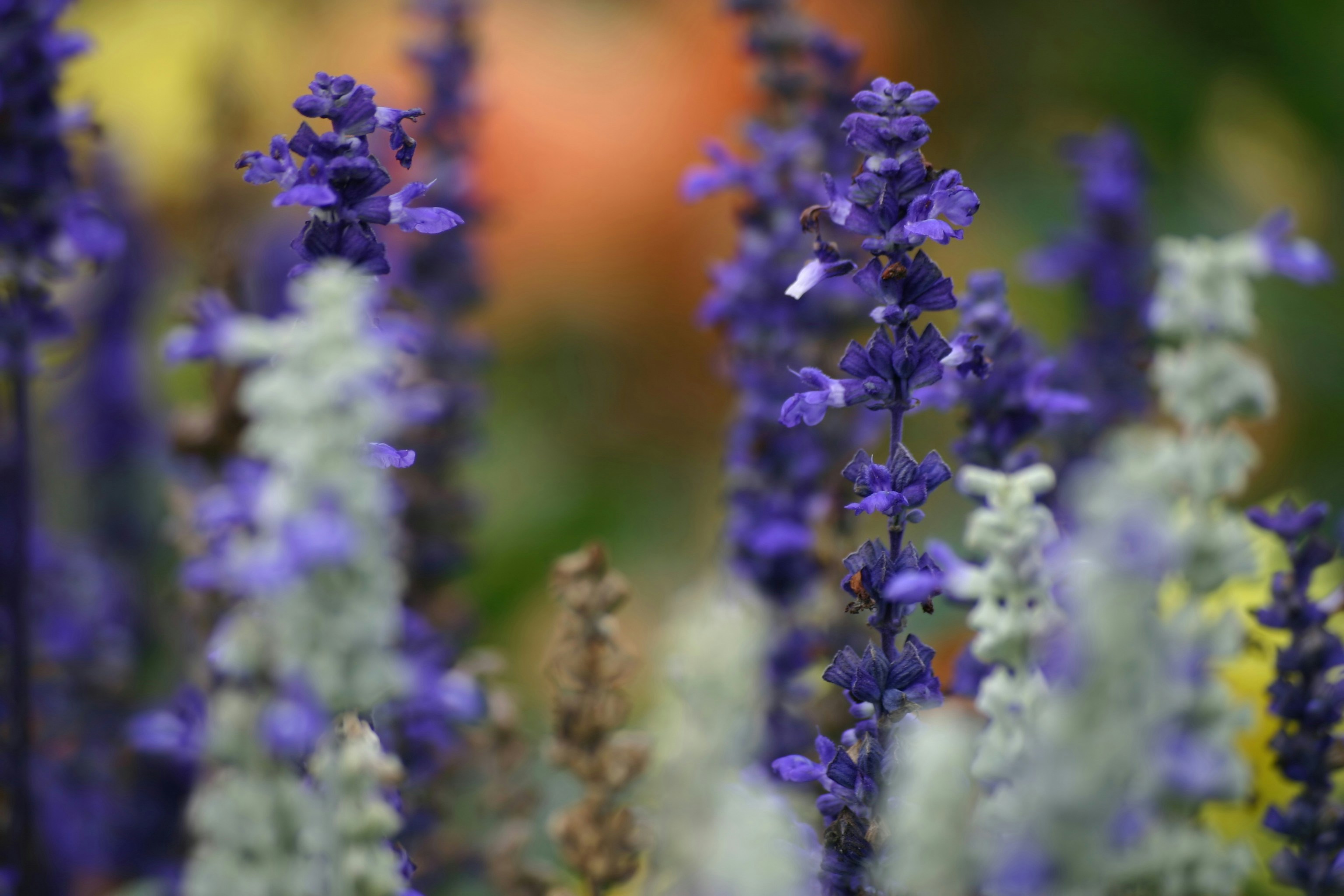 Photo by nadia_hicetnunc