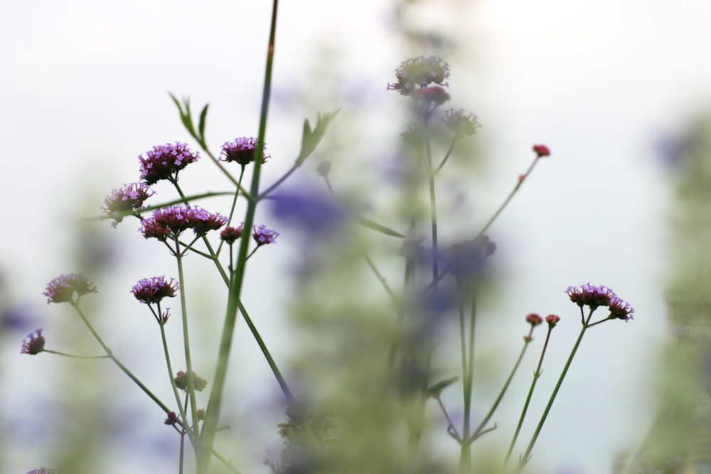 purple and pink flowers during daytime