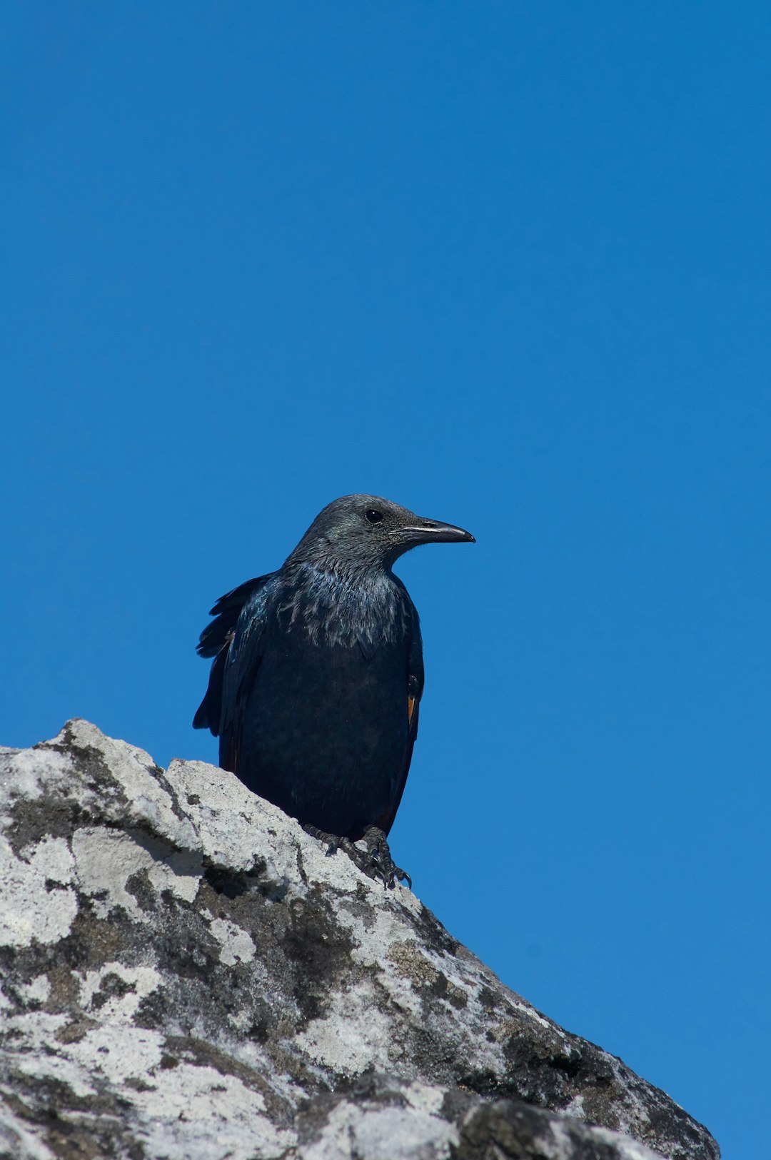 black bird on gray rock during daytime