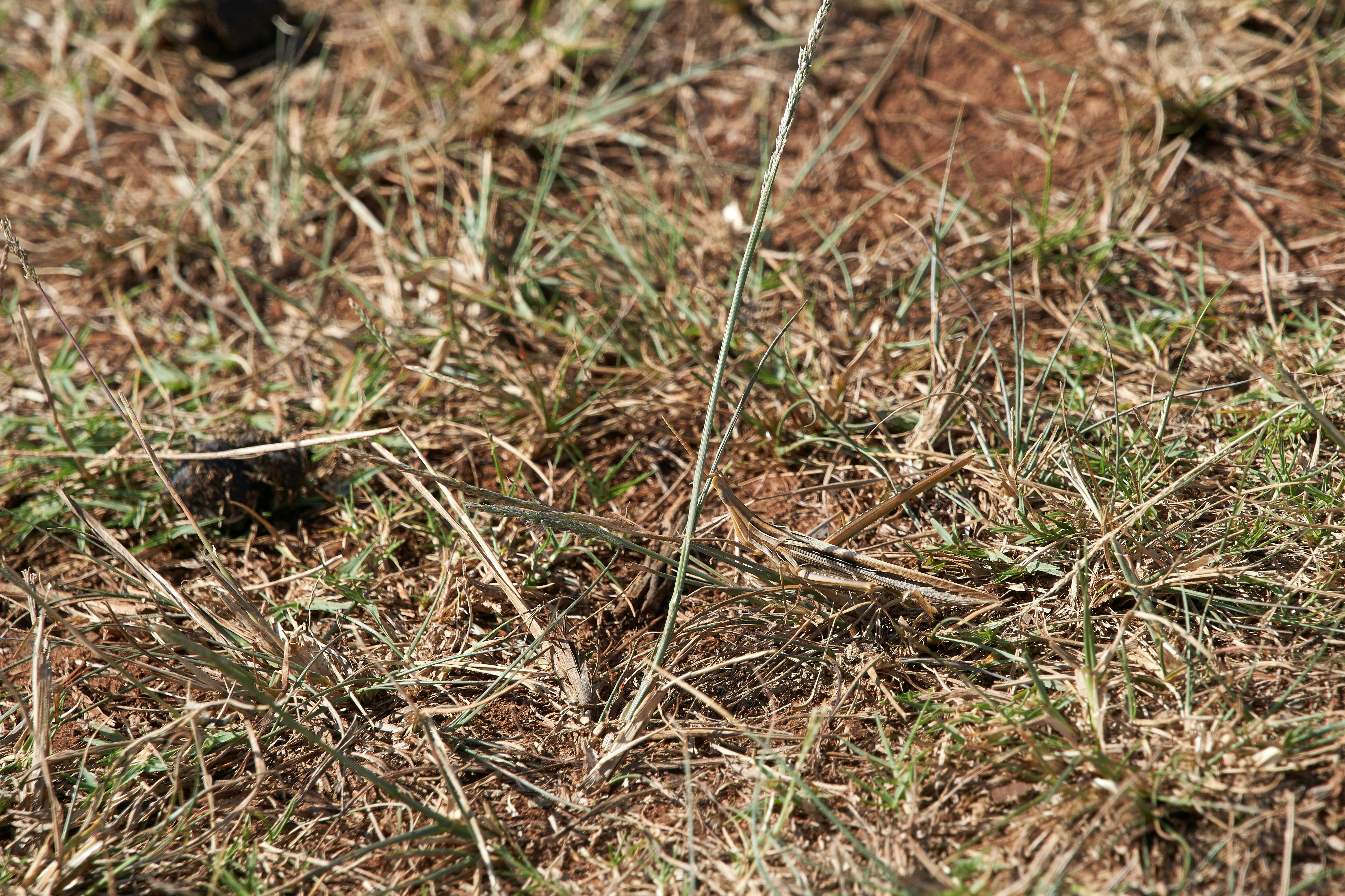 Photo by wolfgang_hasselmann