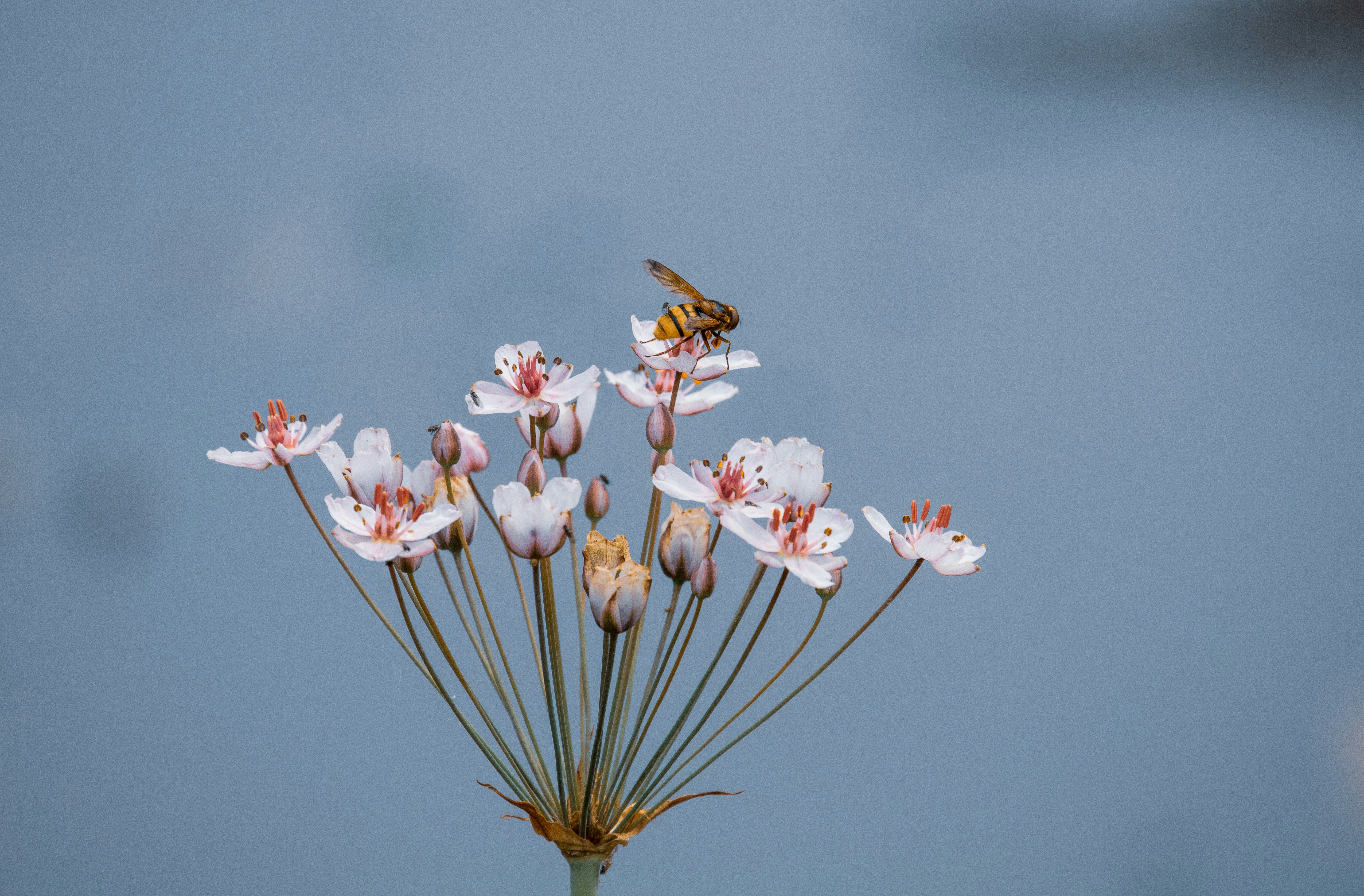brown and black bee flying over pink flower