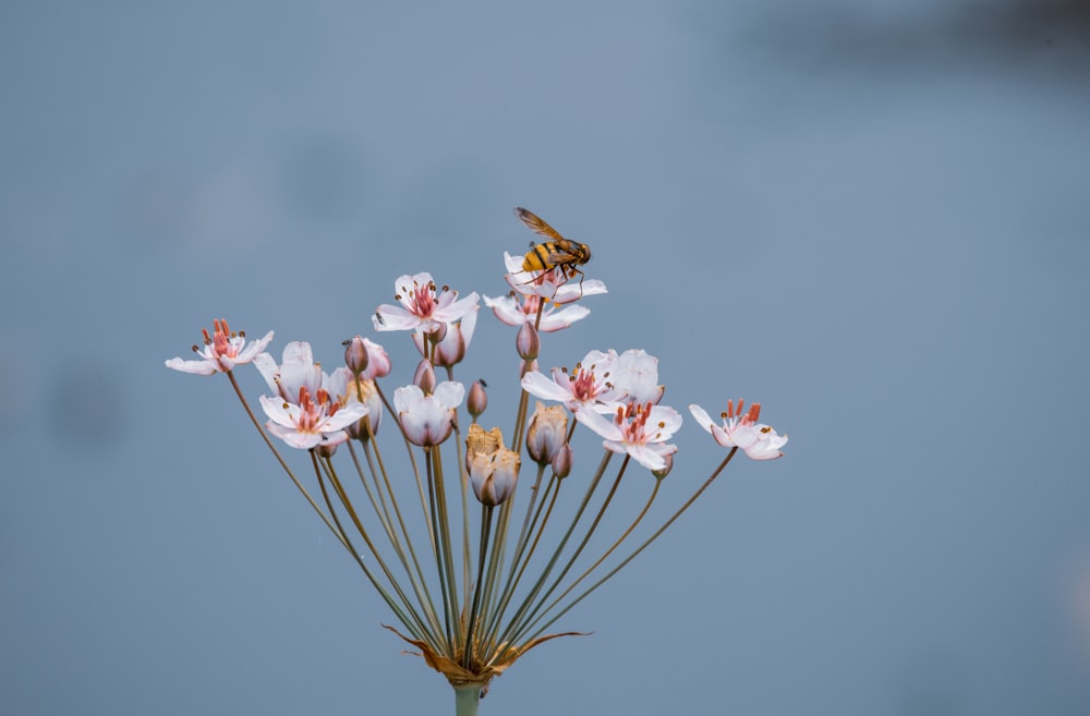 brown and black bee flying over pink flower