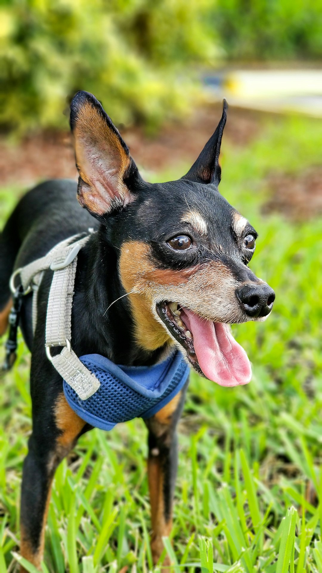 black and tan short coat small dog with blue collar